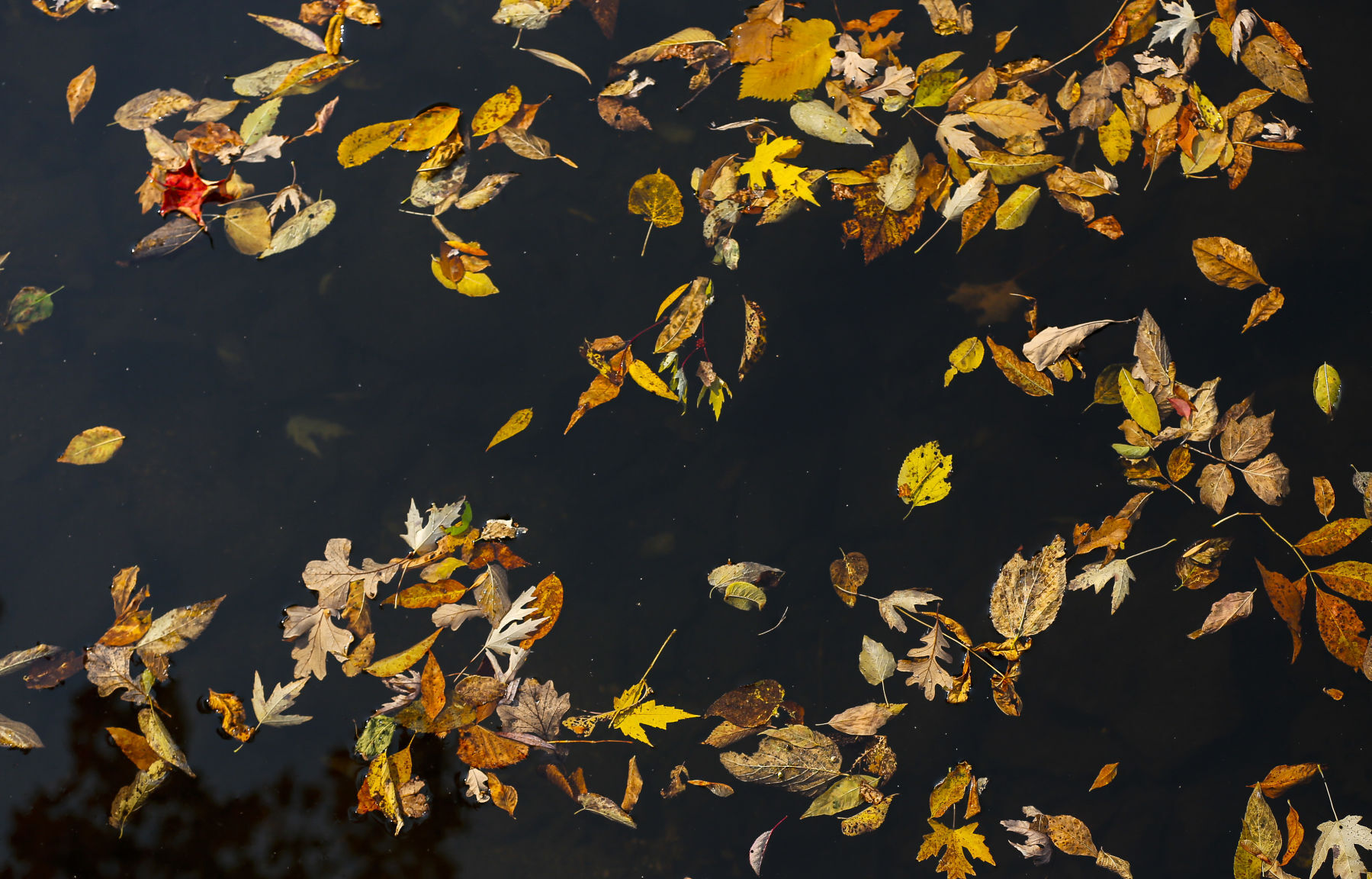 Fall Colors 17